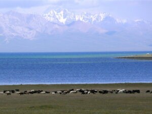 Eine der Top Erfahrungen im Urlaub in Kirgistan: der Hochgebirgssee mit Viehherden und schneebedeckten Bergen
